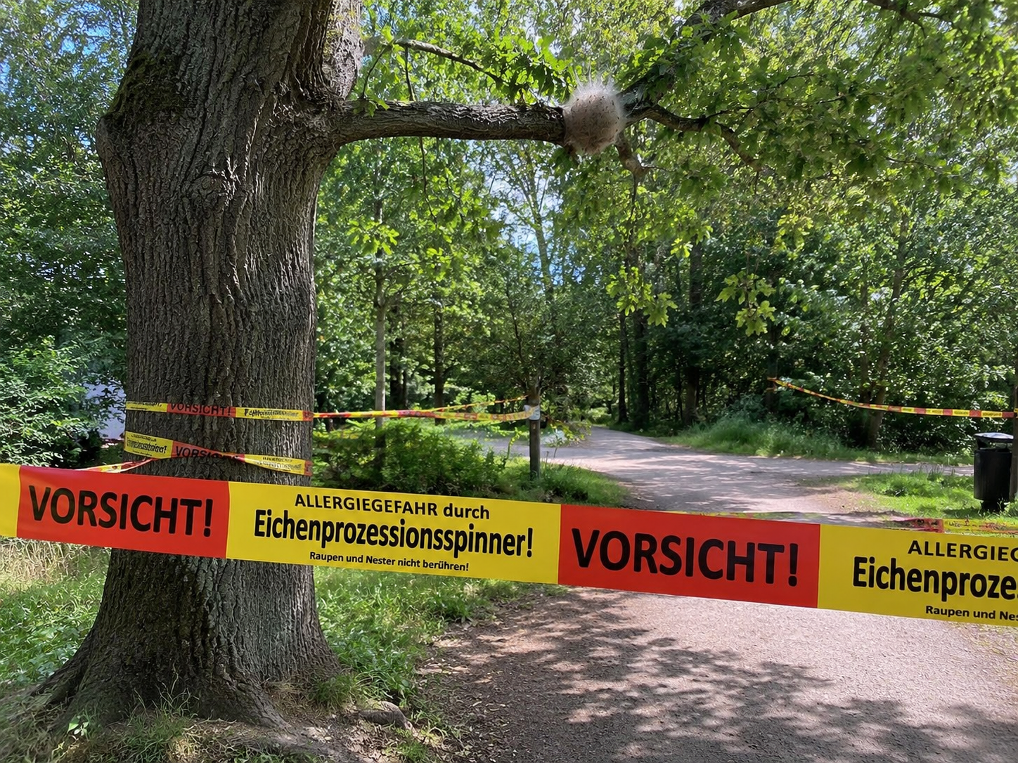 Absperrband Eichenprozessionsspinner 2 Absperrband Eichenprozessionsspinner – Bild 2